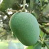 gopal product image গোপালভোগ আম