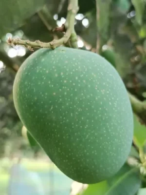 গোপালভোগ আম