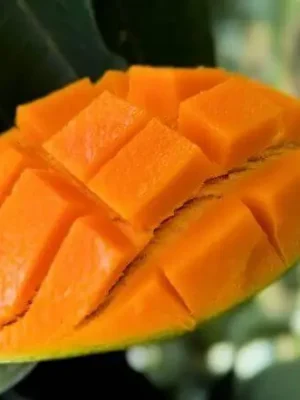 আম্রপালি (প্রিমিয়াম সাইজ) ১২ কেজি