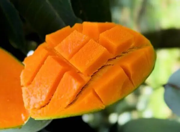 utsob-g-amrapali-1 আম্রপালি (প্রিমিয়াম সাইজ) ১২ কেজি