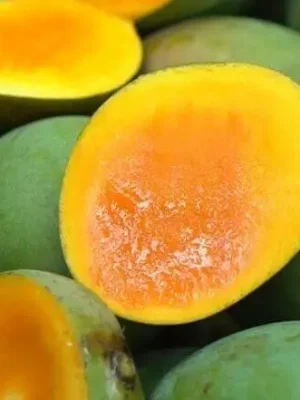হাড়িভাঙ্গা (প্রিমিয়াম সাইজ)