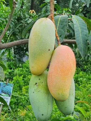 ব্যানানা ম্যাংগো আম