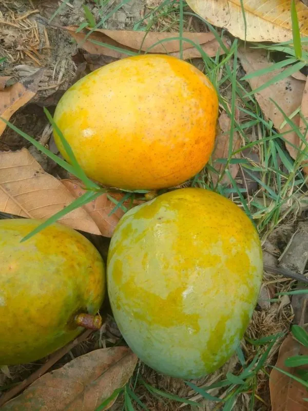 a10 গৌড়মতি আম