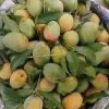 gopal mango গোপালভোগ আম