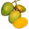 gopal mango 2 গোপালভোগ আম