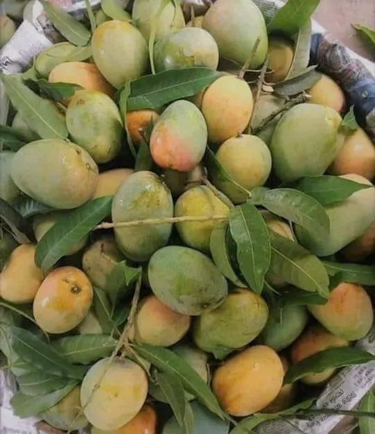 gopal mango গোপালভোগ আম