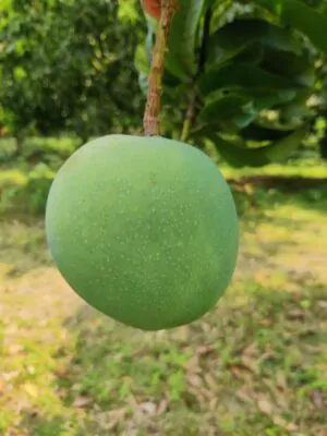 গোবিন্দভোগ আম