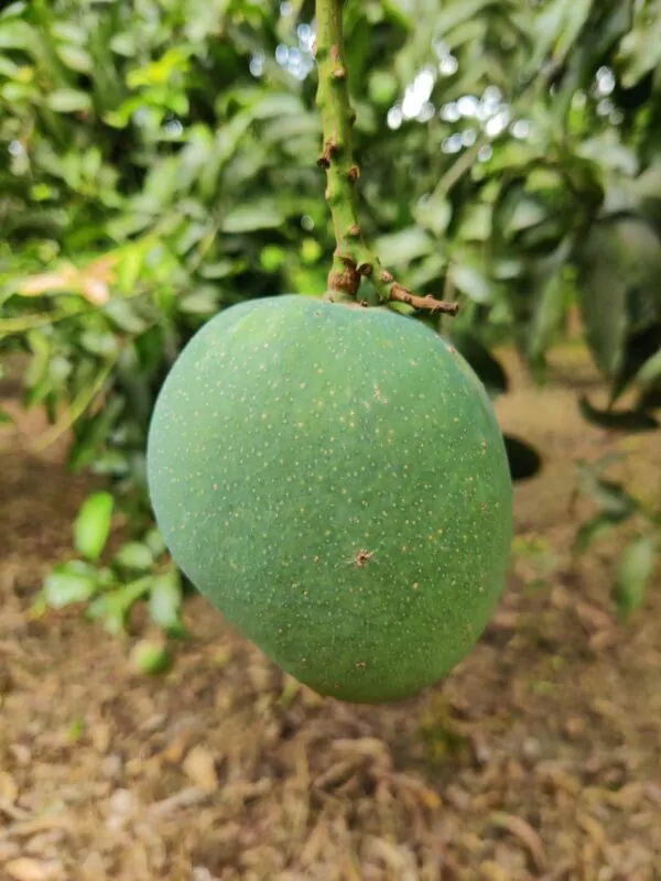 গোবিন্দভোগ আম