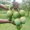 WhatsApp Image 2024-06-19 at 1.53.52 PM হাড়িভাঙ্গা আম
