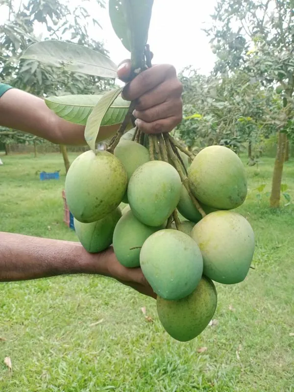 WhatsApp Image 2024-06-19 at 1.53.52 PM হাড়িভাঙ্গা আম