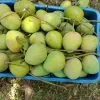 harivanga-freshfood harivanga mango