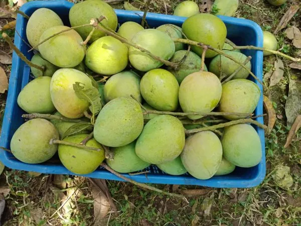 harivanga-freshfood harivanga mango