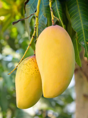 কাটিমন আম