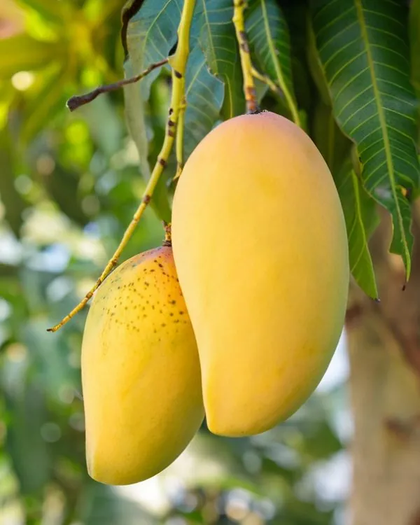 কাটিমন আম 2 কাটিমন আম